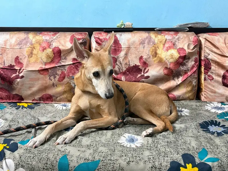 Pet Communicator - Shrutika Kubal, photo 5