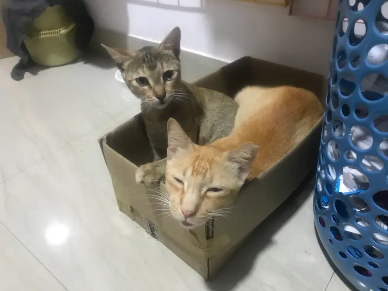 Pet Nanny, photo 3