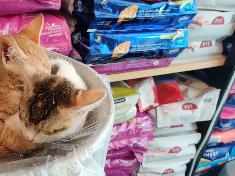 Pet Story, photo 3