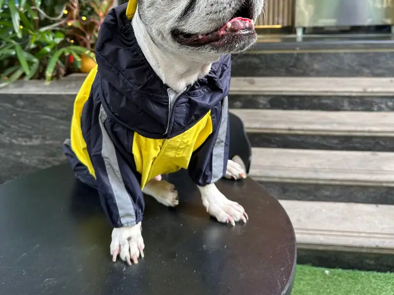 Pet Story, photo 4