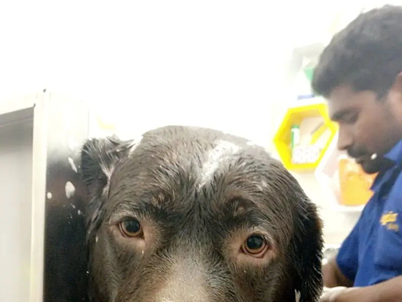 Petgascar Spa, photo 4