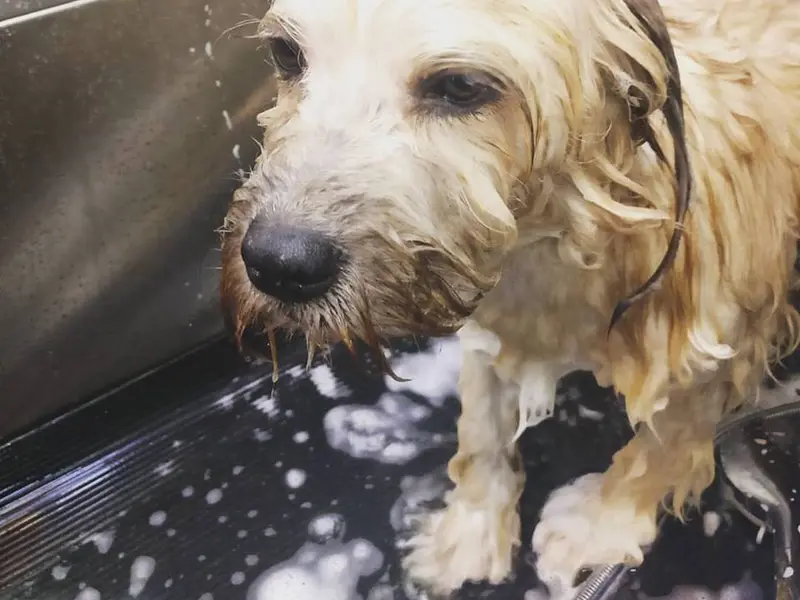 Petgascar Spa, photo 5