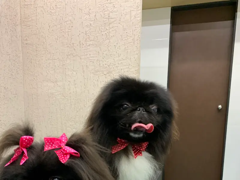 Posh Pets – Luxury Pet Grooming Spa & Pet Store in Bandra West Mumbai, photo 2