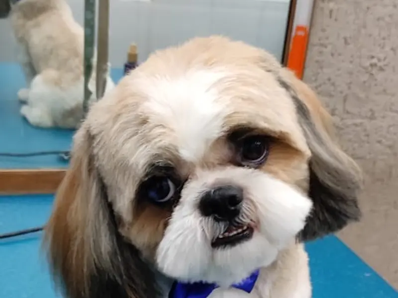 Posh Pets – Luxury Pet Grooming Spa & Pet Store in Bandra West Mumbai, photo 3