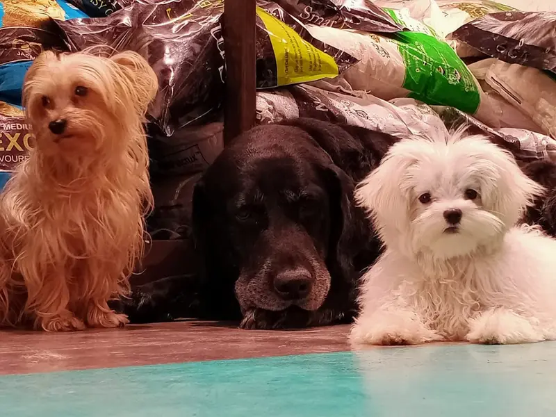 Posh Pets – Luxury Pet Grooming Spa & Pet Store in Bandra West Mumbai, photo 4