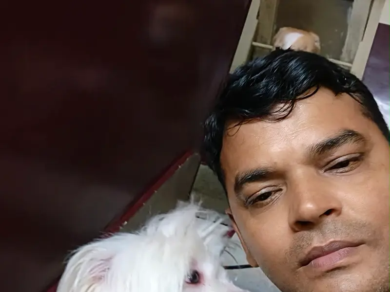 Professional Dog walker and Trainer, photo 3