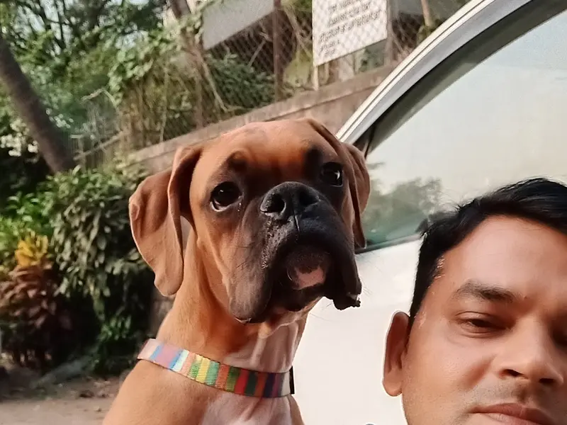 Professional Dog walker and Trainer, photo 5