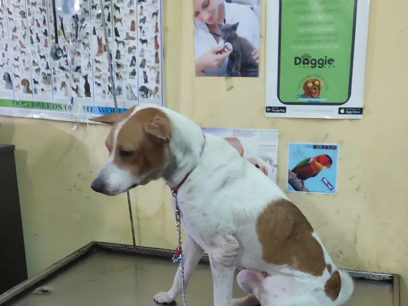Dr. Rahul's Pet Health Clinic, photo 3