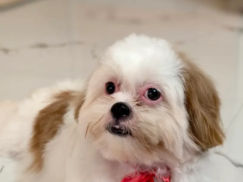 All 4 Paws - Pet Grooming Salon, photo 2