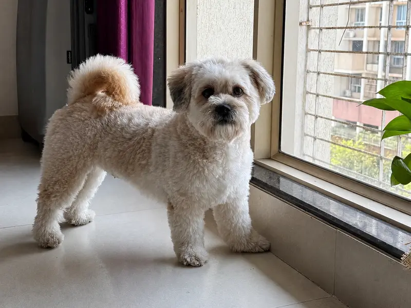 All 4 Paws - Pet Grooming Salon, photo 3