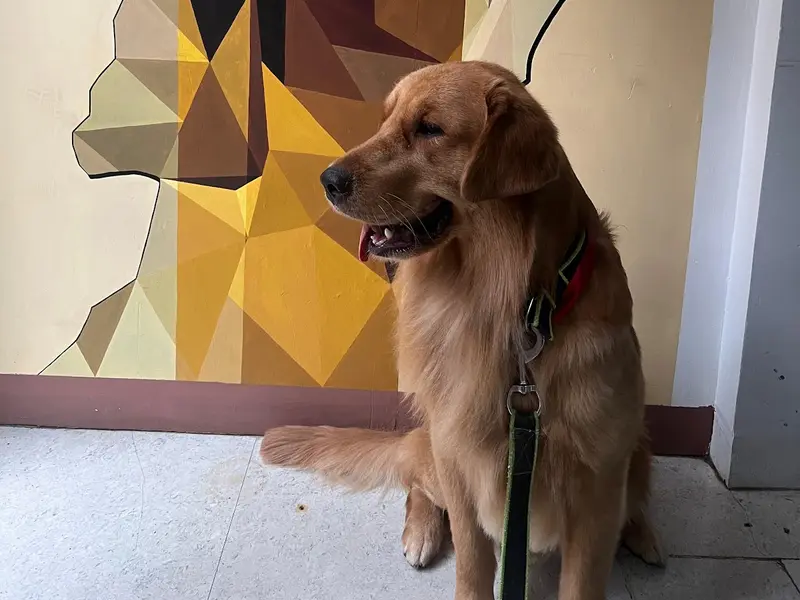 All 4 Paws - Pet Grooming Salon, photo 4