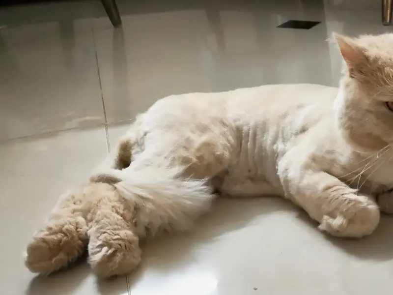 All 4 Paws - Pet Grooming Salon, photo 5