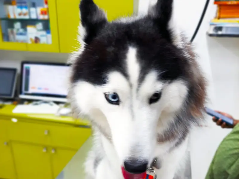 Dr. Sunetra's PetVet Veterinary Clinic - Exotic Pets, photo 2