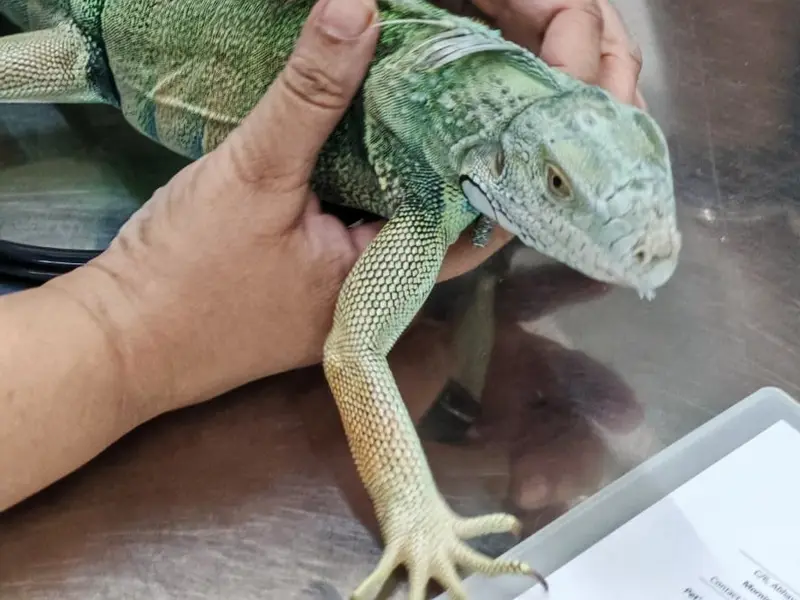 Dr. Sunetra's PetVet Veterinary Clinic - Exotic Pets, photo 3