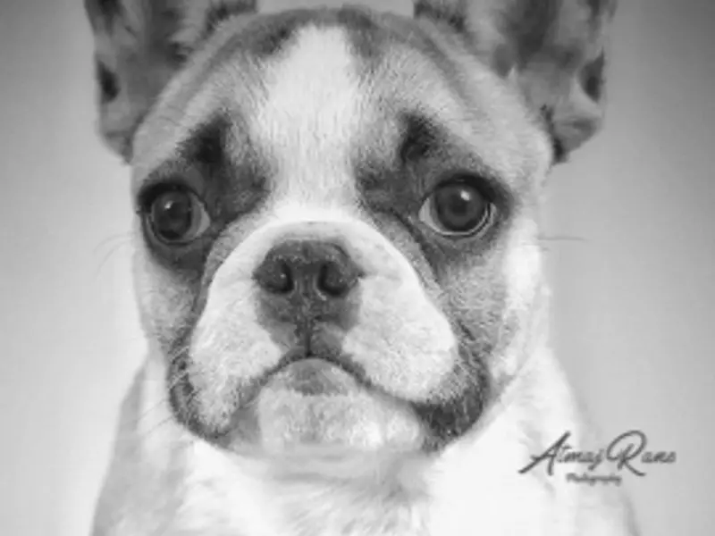 Dr. Sunetra's PetVet Veterinary Clinic - Exotic Pets, photo 4