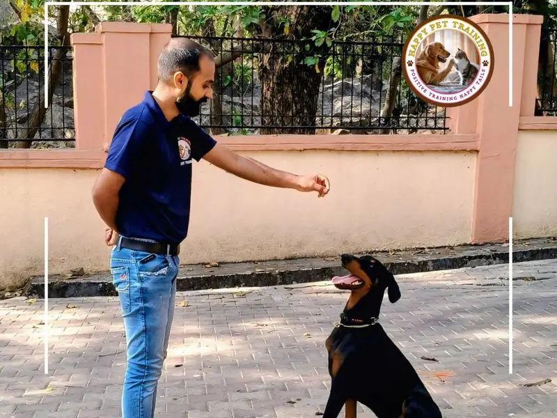 Happy Pet Training – Best Dog Training Services in Mumbai, photo 4