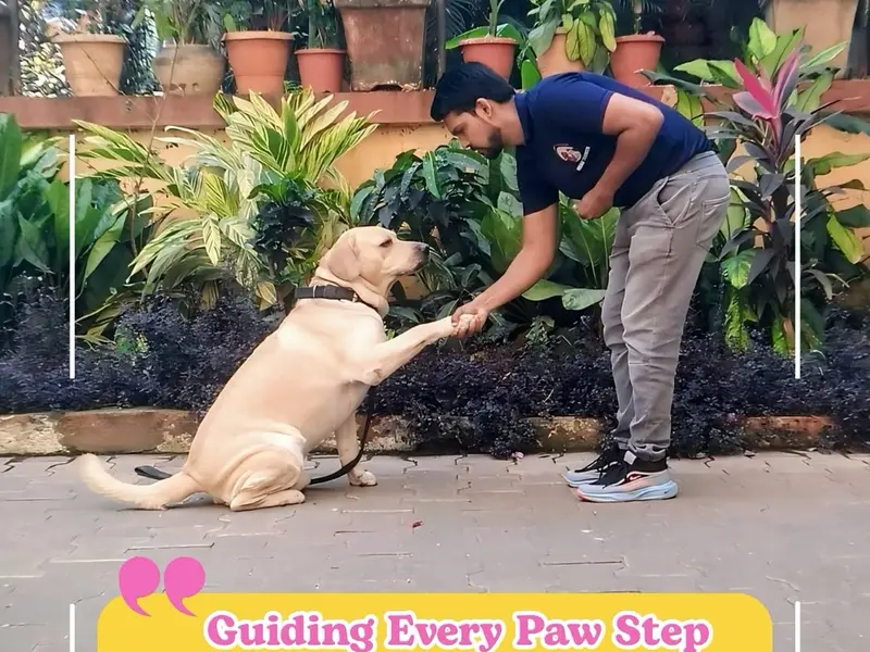 Happy Pet Training – Best Dog Training Services in Mumbai, photo 5
