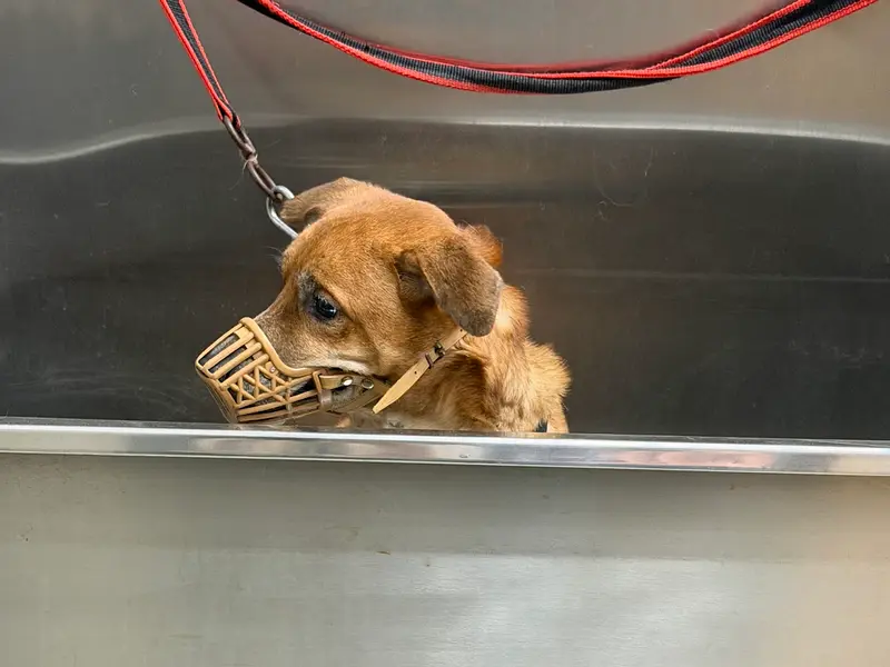 Vetic Pet Clinic Borivali