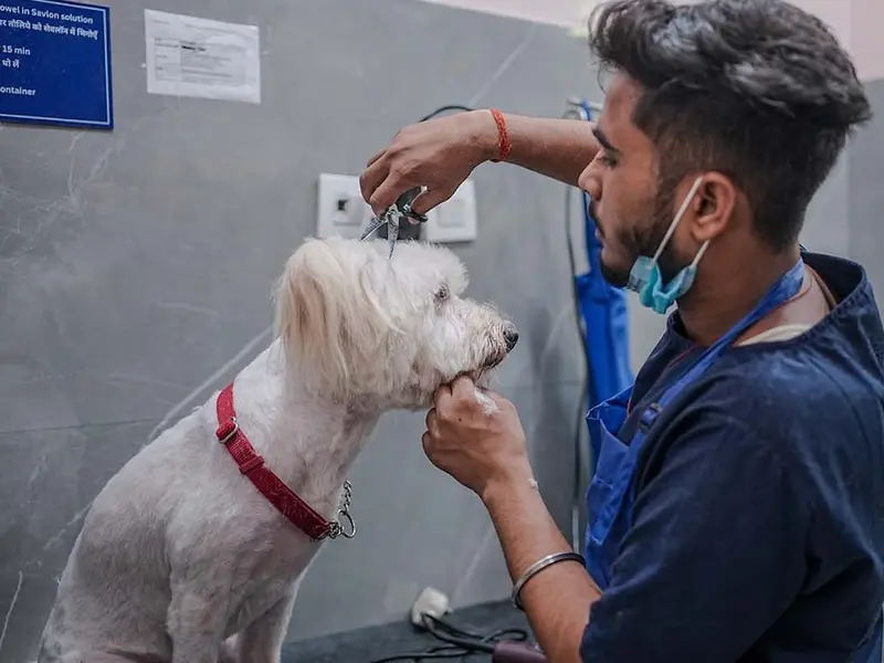 Vetic Pet Clinic Borivali, photo 2