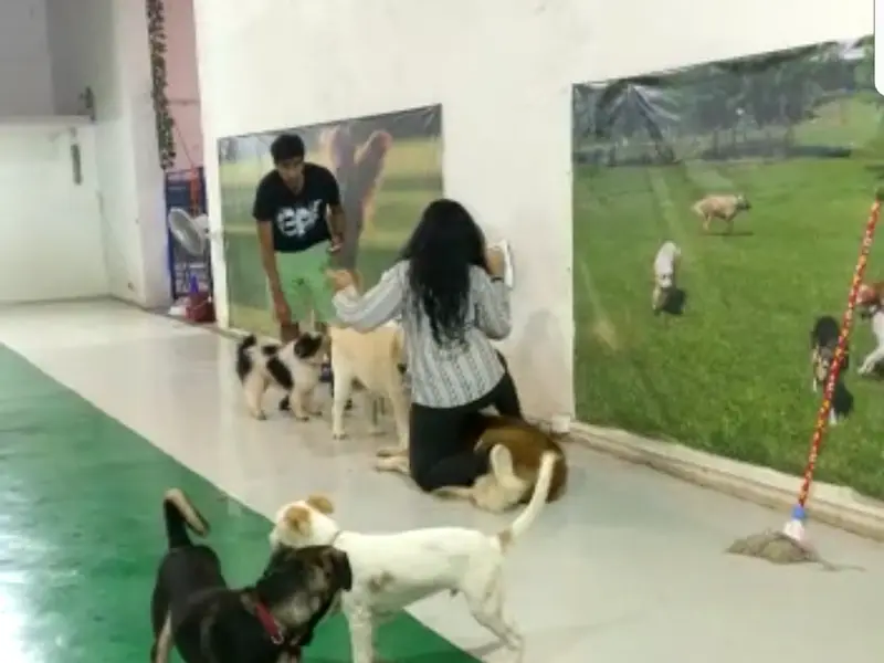 The Bark Club, photo 3