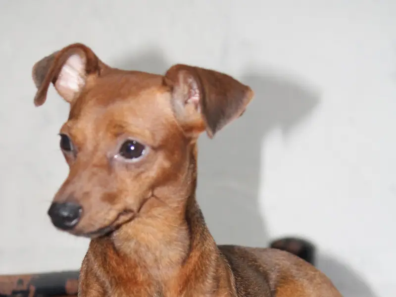 The Bark Club, photo 4
