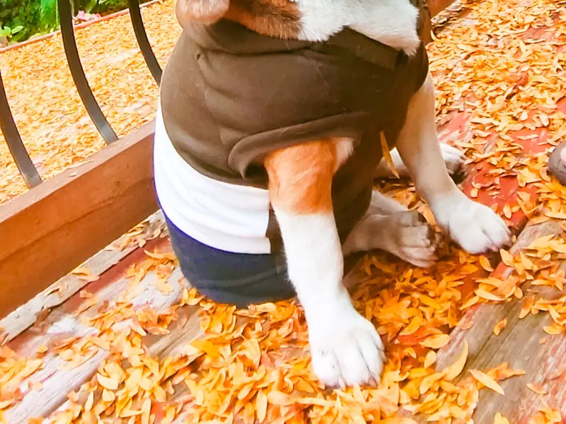 The Bark Club, photo 5
