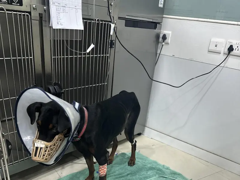 Cessna Lifeline Veterinary Hospital, Navi Mumbai, photo 2