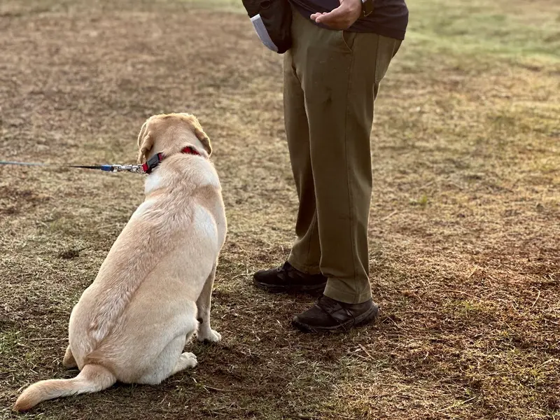 Rohan Kulkarni - Dog Trainer In Navi Mumbai, photo 3