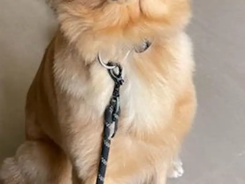 Rohan Kulkarni - Dog Trainer In Navi Mumbai, photo 4