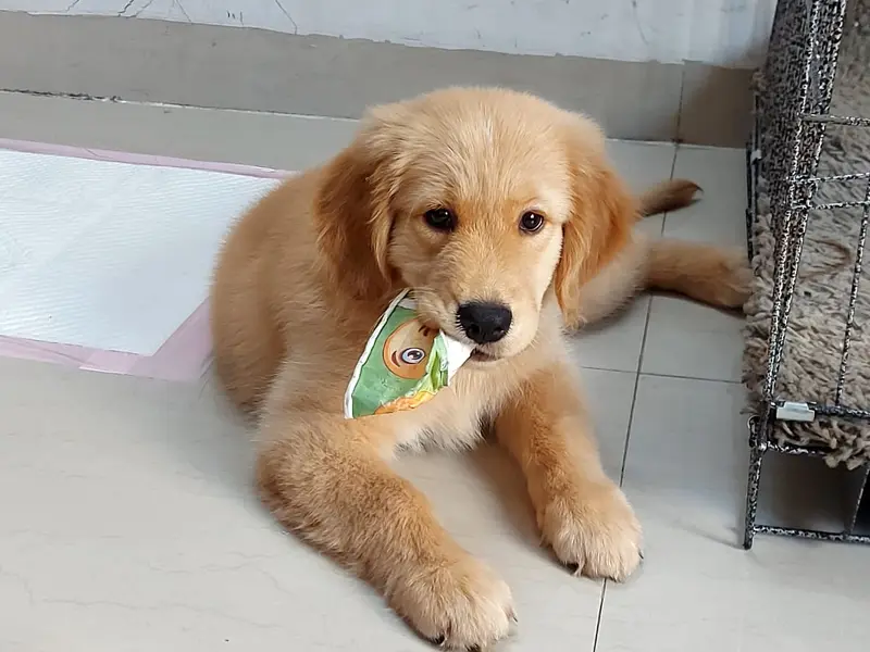Rohan Kulkarni - Dog Trainer In Navi Mumbai, photo 5