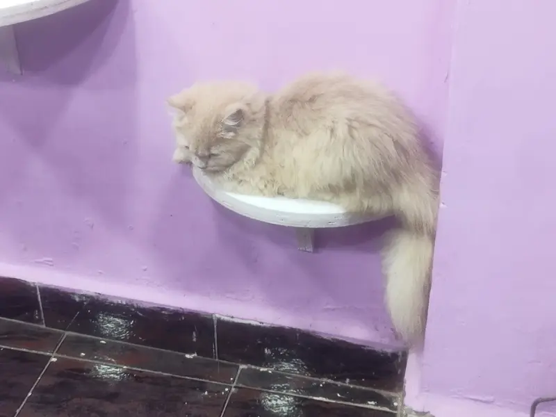 AB Pet Grooming Studio, photo 2