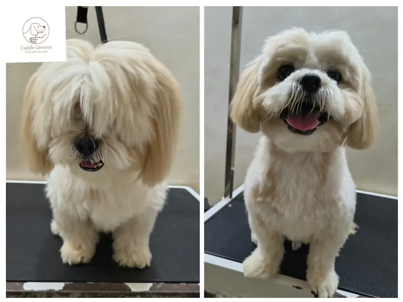 Cuddle Grooms (Dog grooming and accessories), photo 2
