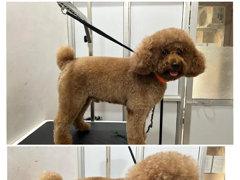 Cuddle Grooms (Dog grooming and accessories), photo 4