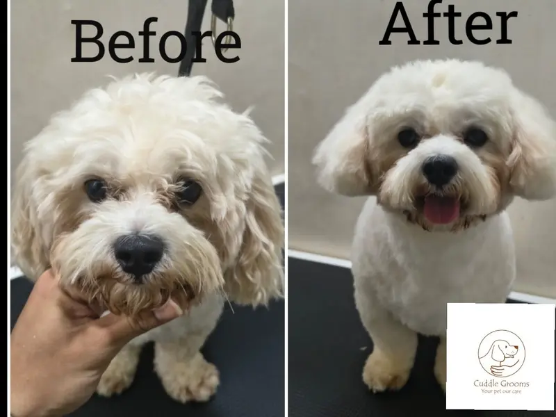Cuddle Grooms (Dog grooming and accessories), photo 5