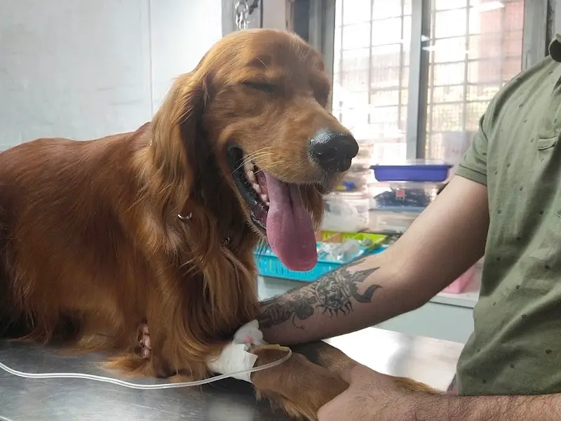 Dr. Deepa Katyal's AWRC - The Vet Clinic for your Pet's concerns, photo 5