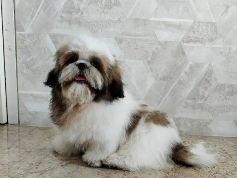 Princely Paws, photo 5