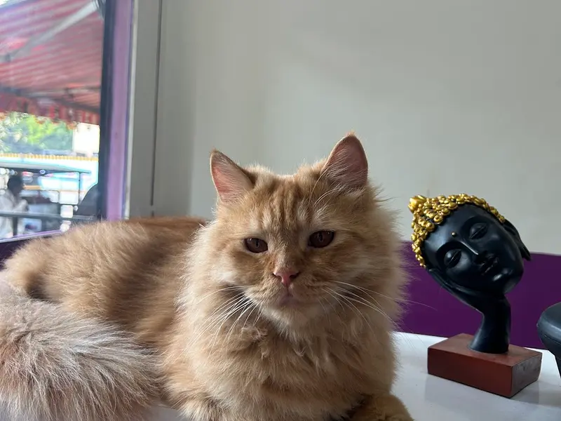 Purrfect Touch, photo 5