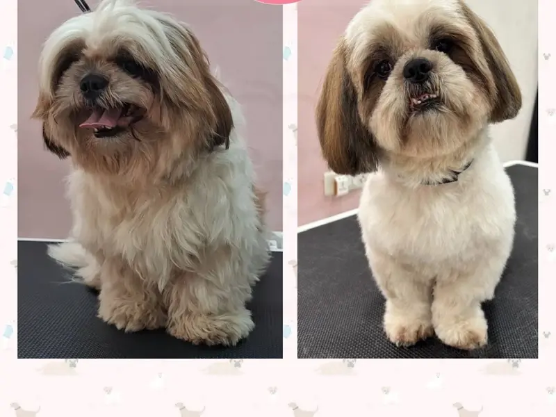 Simba's Pet Grooming & Pet Shop, photo 3