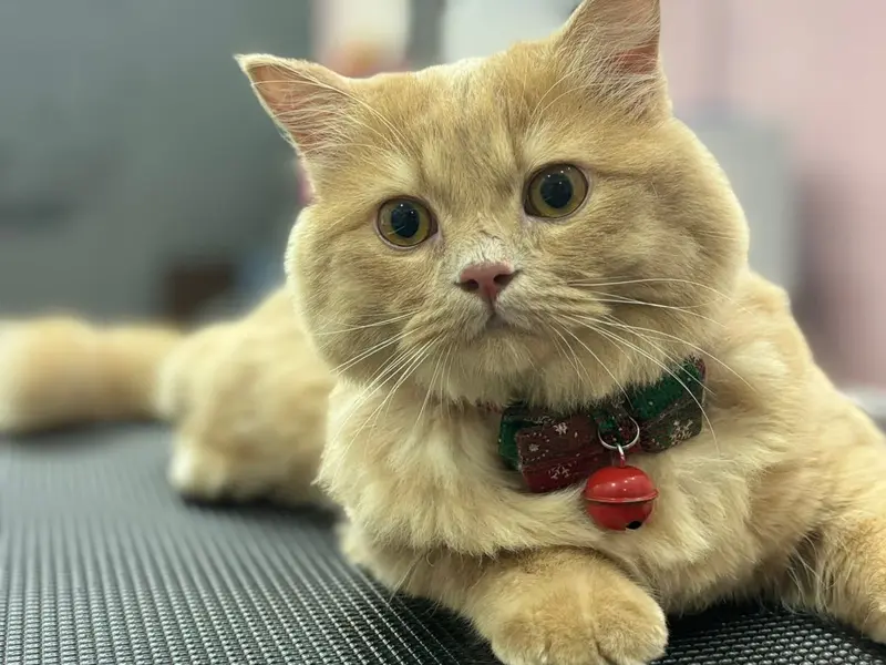 Simba's Pet Grooming & Pet Shop, photo 4