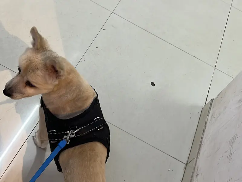 The Cancer Vet, photo 2