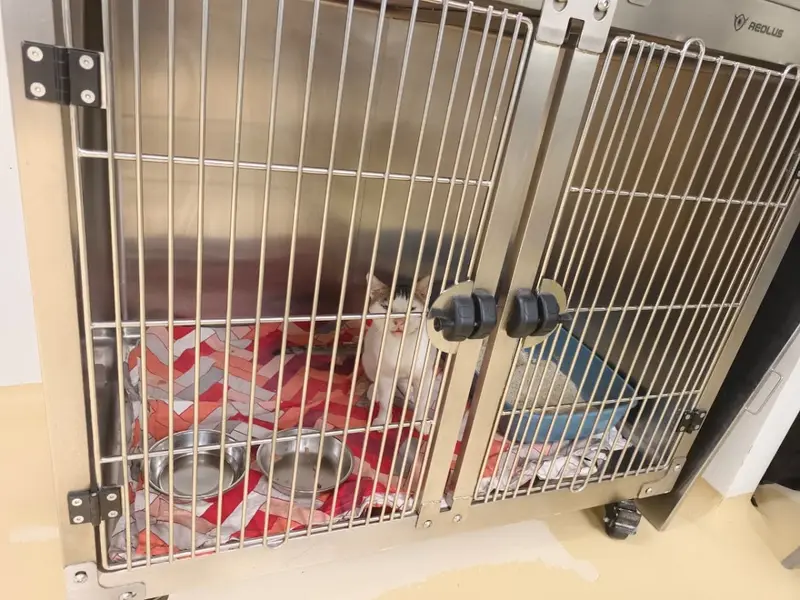 The Cancer Vet, photo 3