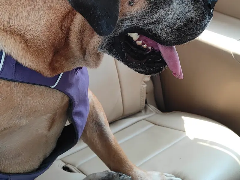 The Cancer Vet, photo 4