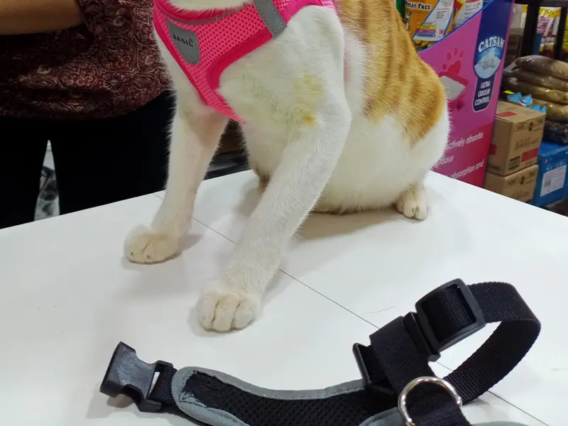 The Wonder Pets Store & Grooming parlour spa, photo 3