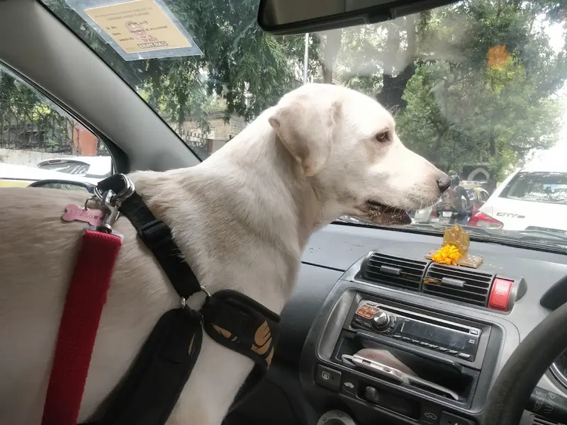 PetZone Churchgate, photo 2