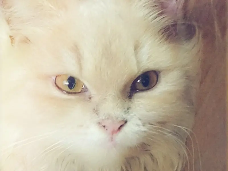 PetZone Churchgate