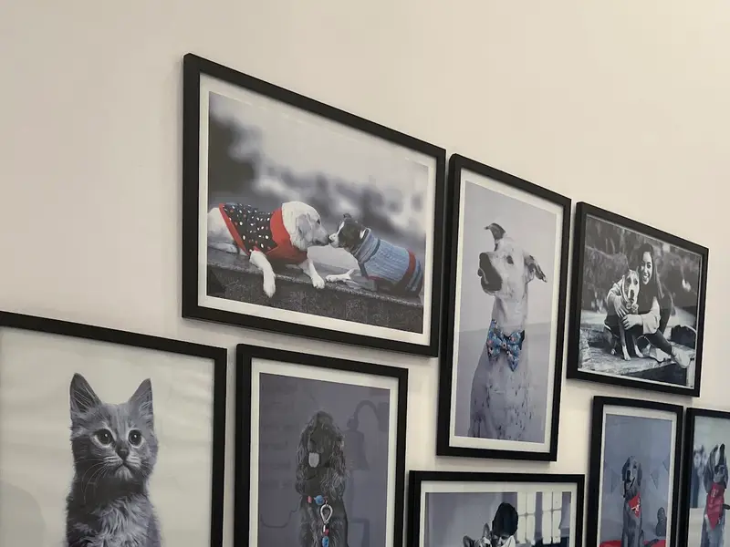 Heads Up For Tails Pet Store & Spa - Colaba, Mumbai, photo 3