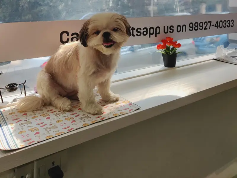 Nuttys Den - Pet Store, Salon & Spa (Colaba), photo 3