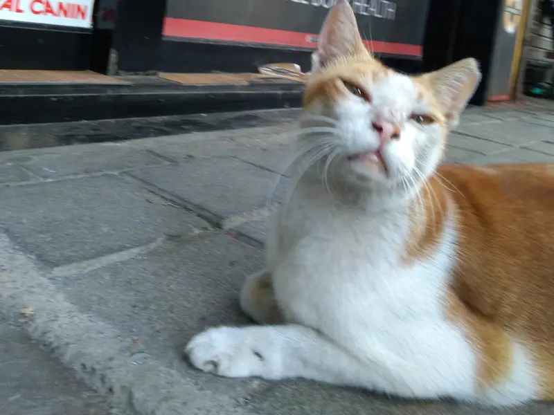 Shake Hands - Pet Store & Spa, photo 3