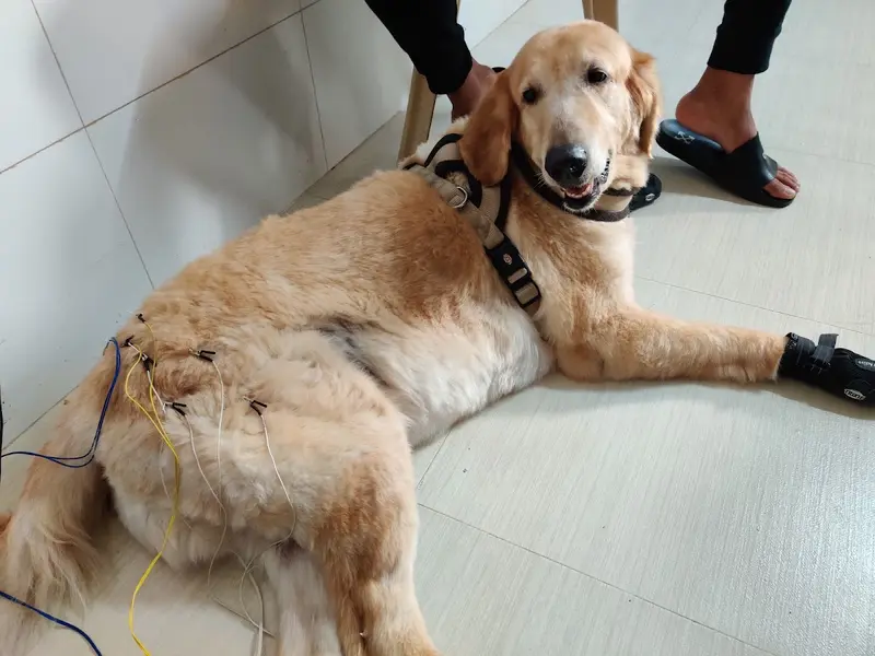 AcuVet Veterinary Speciality Clinic, photo 4