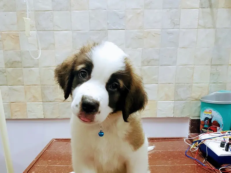 AcuVet Veterinary Speciality Clinic, photo 5